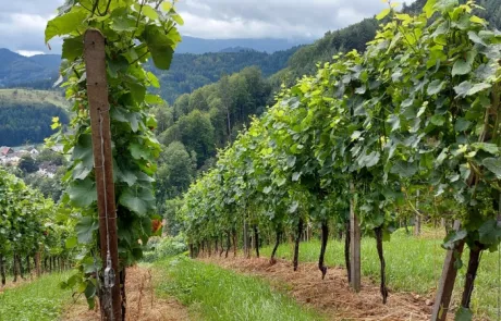 Wandelmidweek Renchtal Zwarte Woud