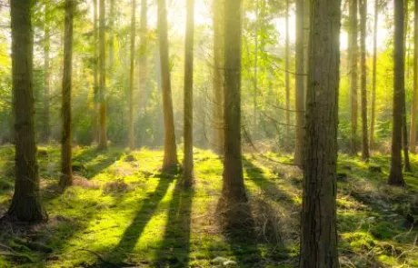 Zintuigenwandeling 'Gebruik ze alle vijf'