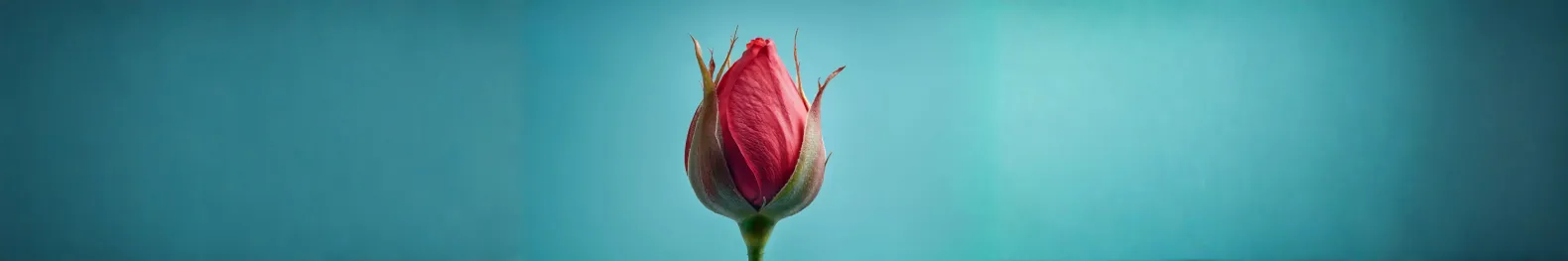 'En nu is ze dood' VRT, Beweging.net, Femma Panelgesprek