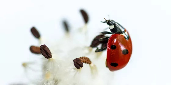 Lieveheersbeestjes, geluk en Femma Wereldvrouwen