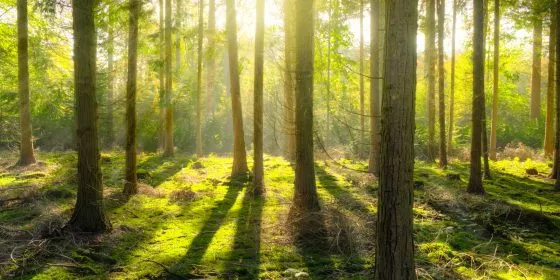 Zintuigenwandeling 'Gebruik ze alle vijf'